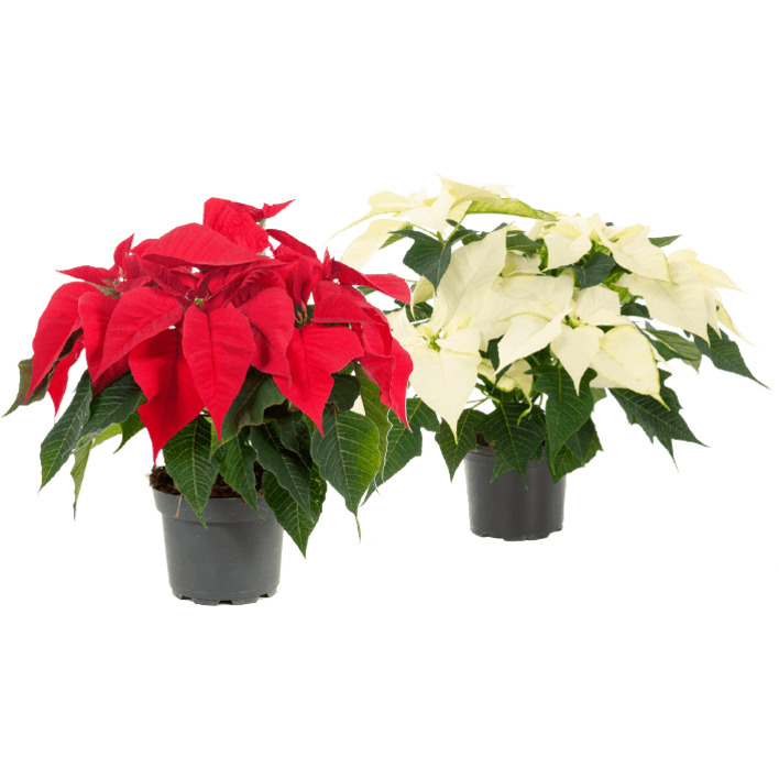 AH Kerststerren zonder sierpot