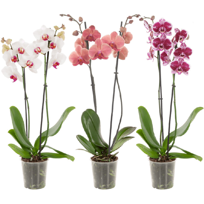 AH Orchidee 2-takker