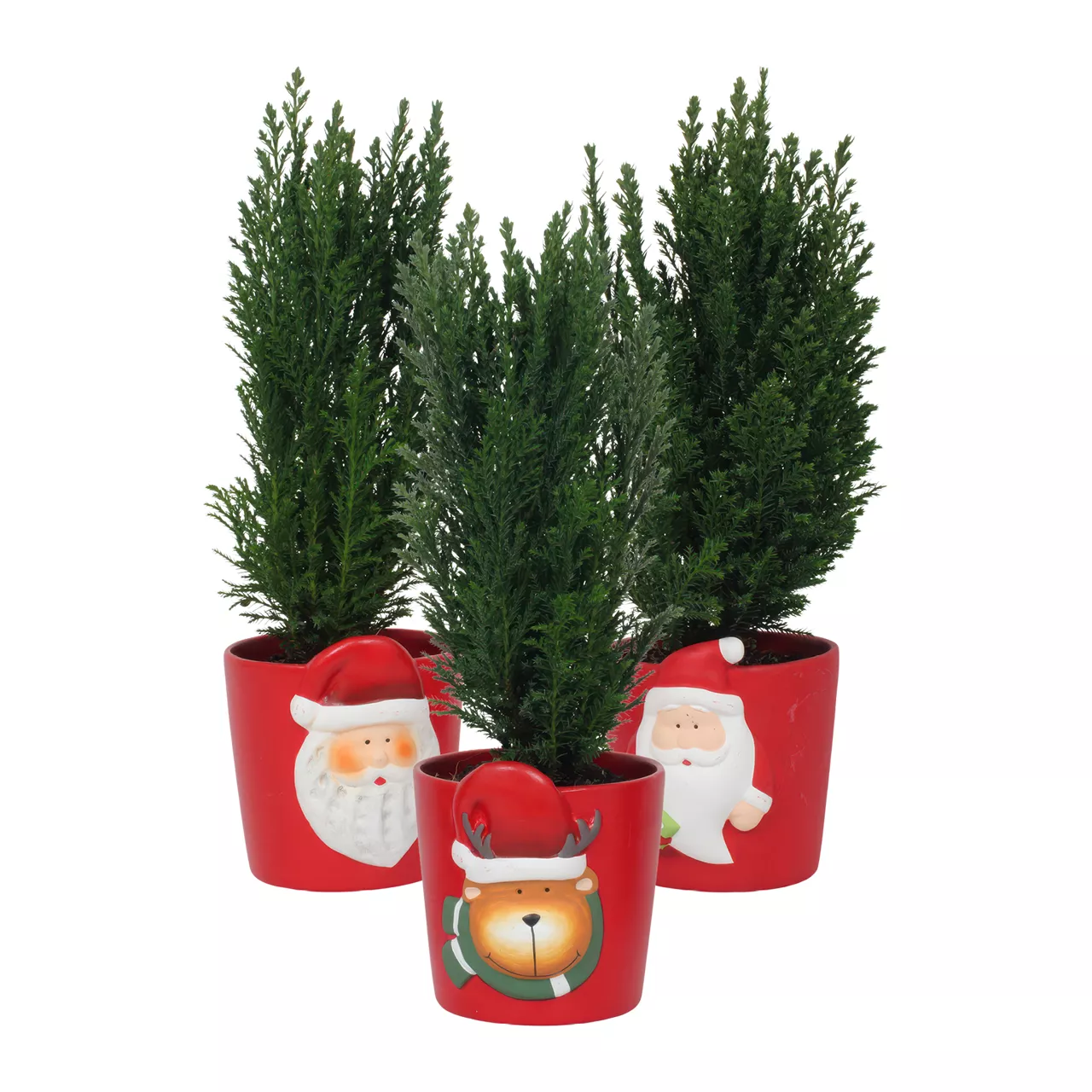 Chamaecyparis in kerstkeramiek