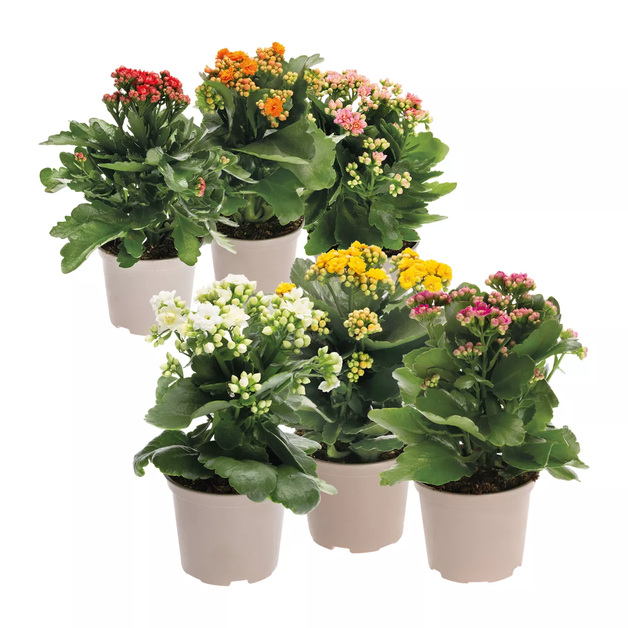 Kalanchoe
