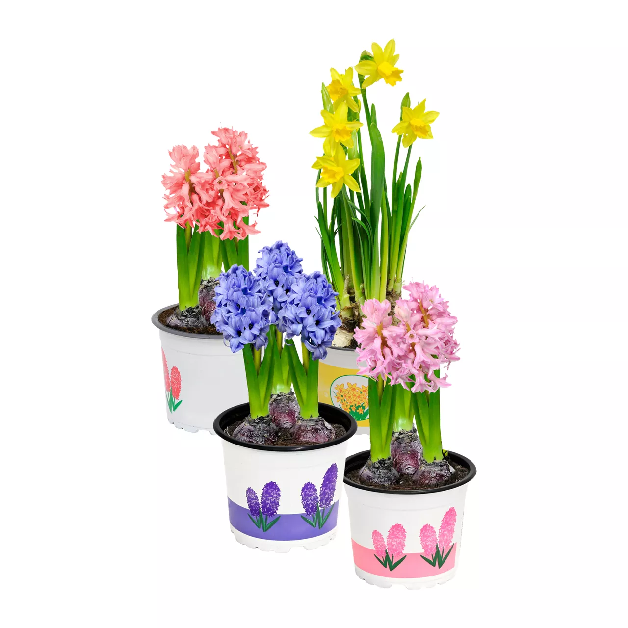 Narcissen of Hyacinten