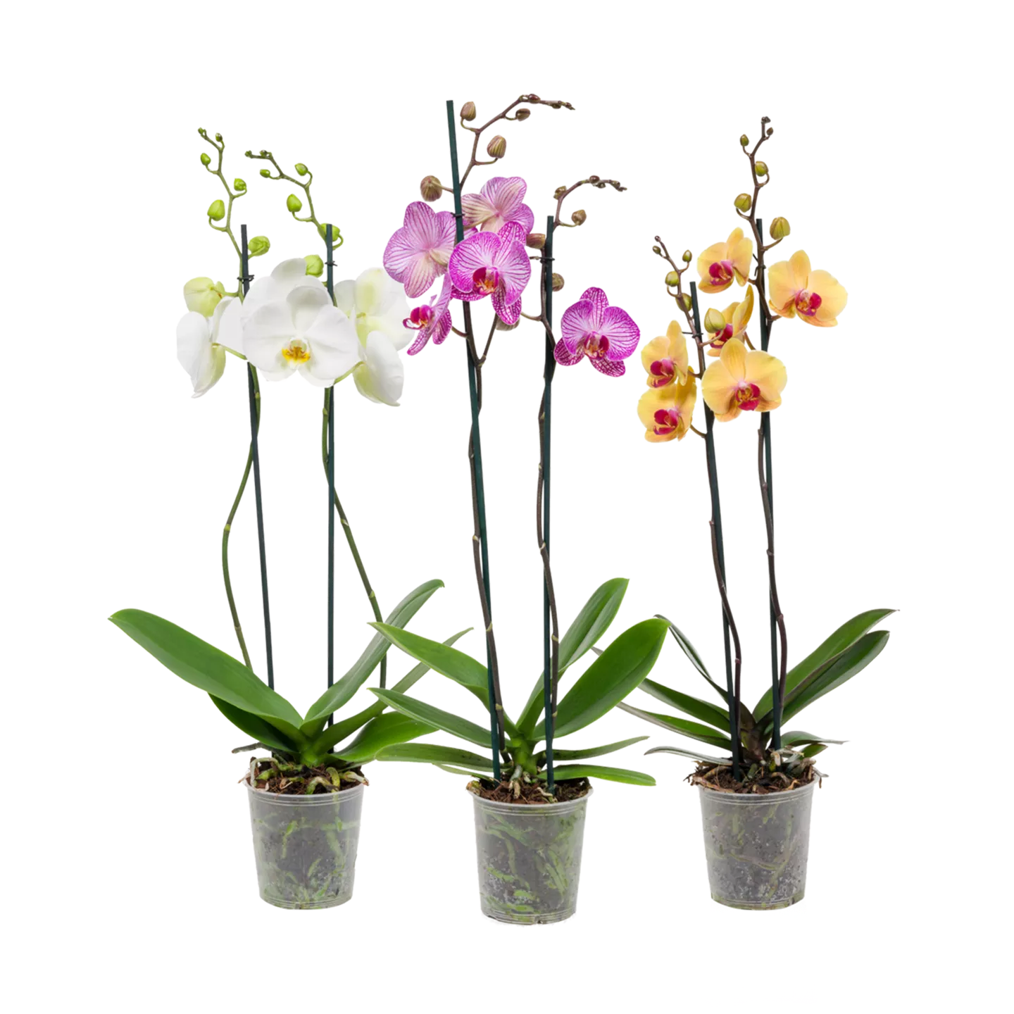 2-taks orchidee