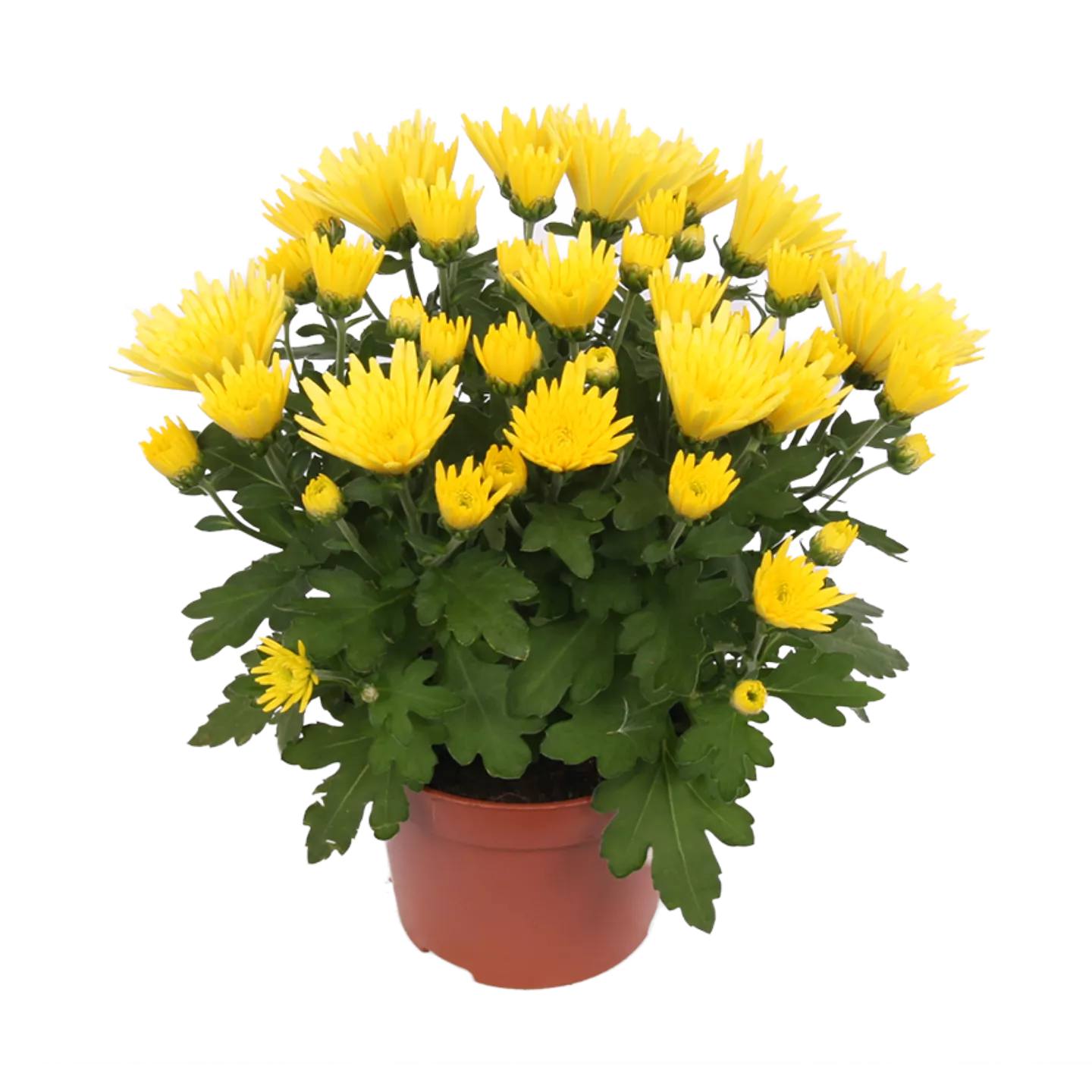 Chrysant garden mum