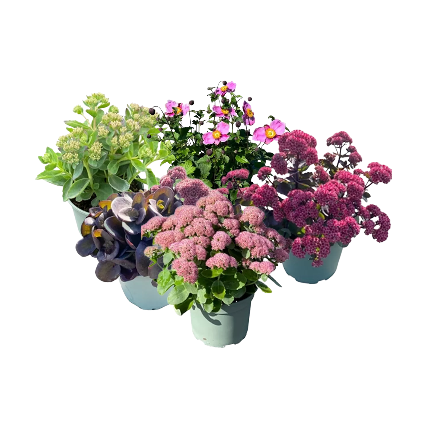 Vaste plant
