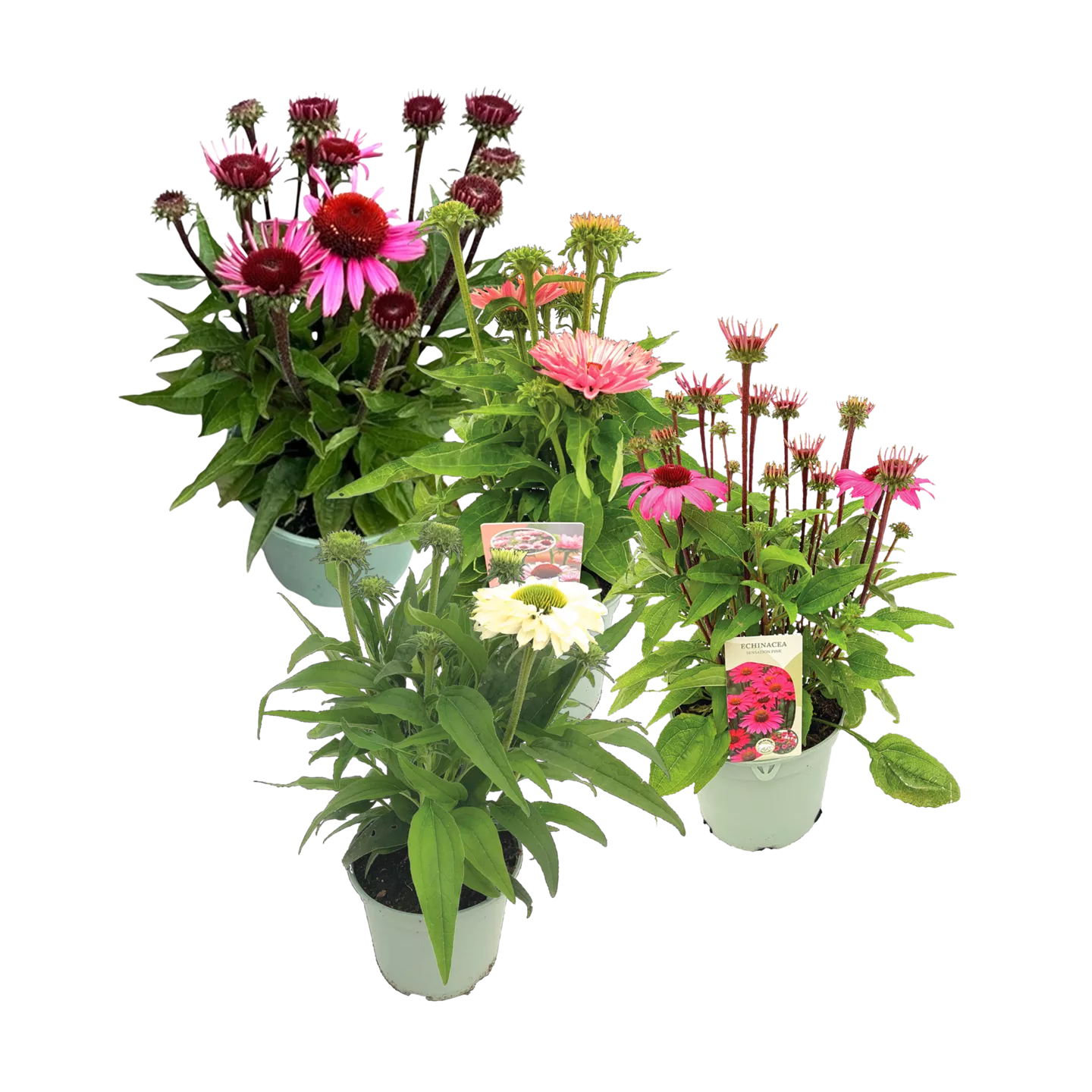 Echinacea
