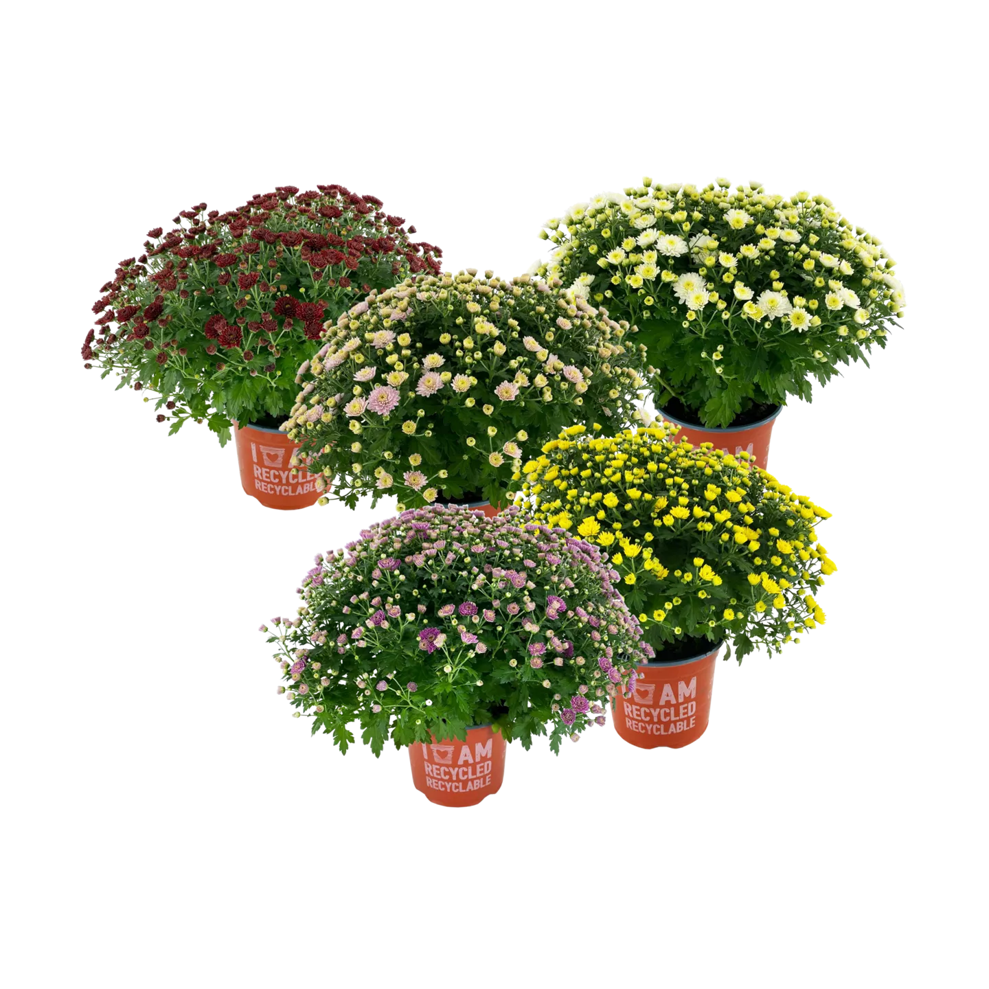 Bolchrysant