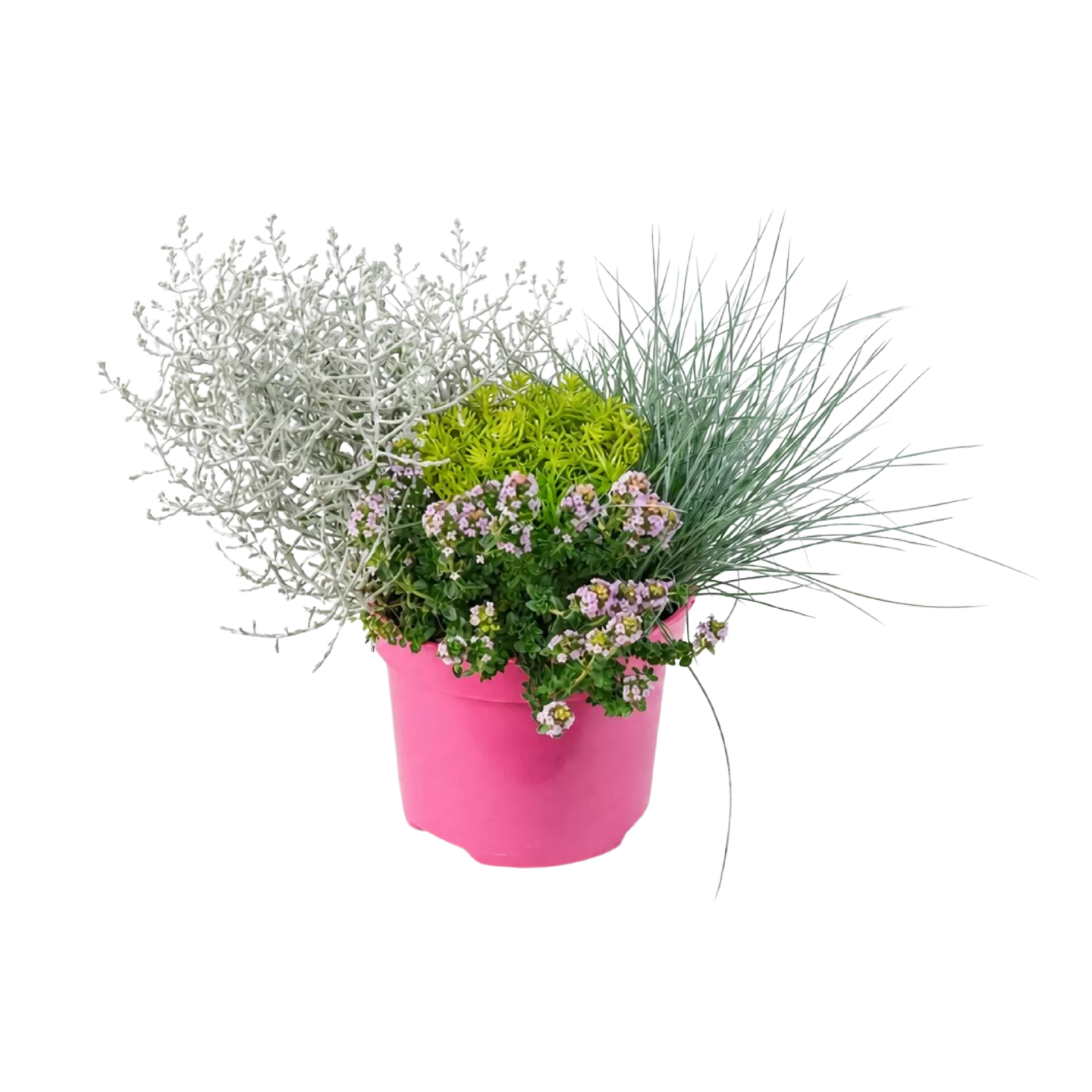 Herfstplant