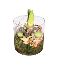 Arrangement Amaryllis In Cilinderglas