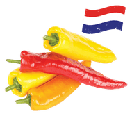 Hollandse Zoete Puntpaprika Rood of Mix