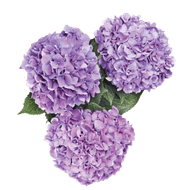 Hortensia