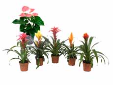 Anthurium of bromelia