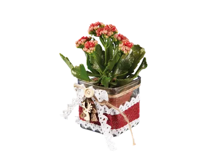 Kalanchoe in rendierglas