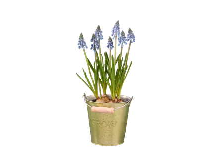 Bloembollen in zinken emmer