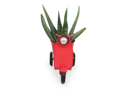 Kamerplant in trendy scooter
