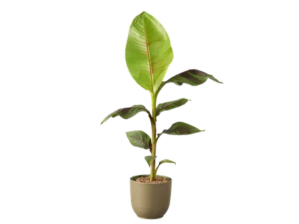 Bananenplant