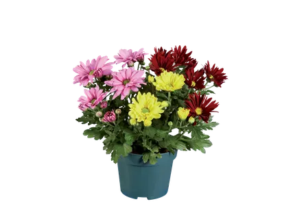 Chrysantenmix