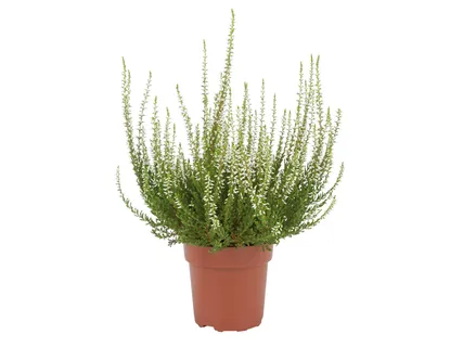 Calluna vulgaris