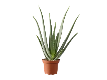 Aloë vera