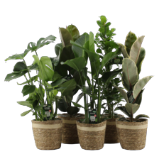 Groene plantenmix in mand